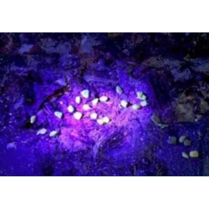 LAMPA LATARKA LED SZPERACZ 3 FUNKCJE UV 9W + 2x BIAŁA (Do poszukiwania bursztynu)